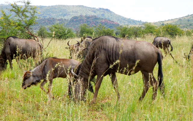 Pilanesberg - Wildebeeste