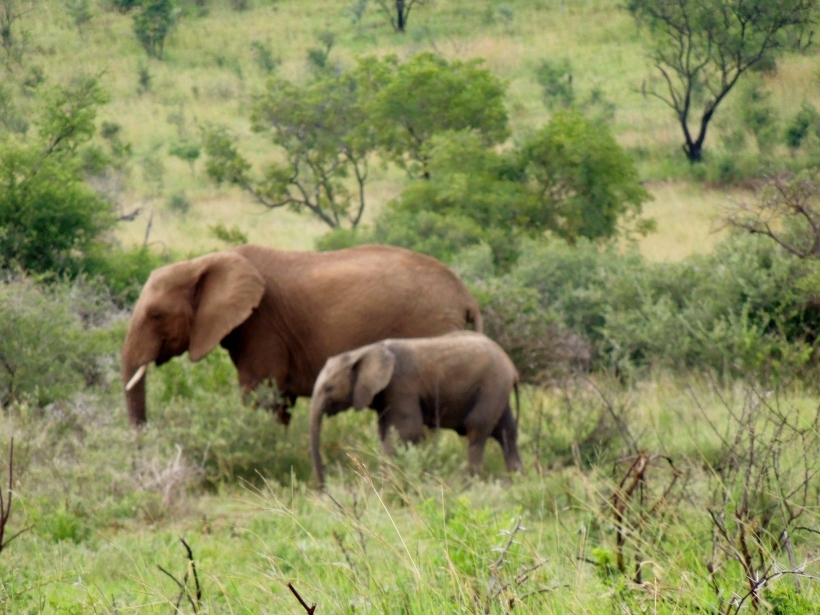 Pilanesberg - Elephant