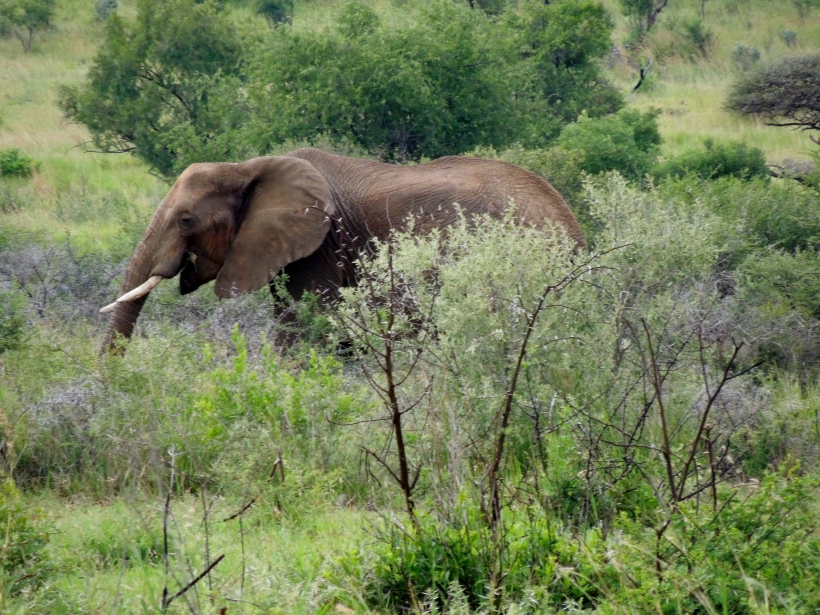 Pilanesberg - Elephant