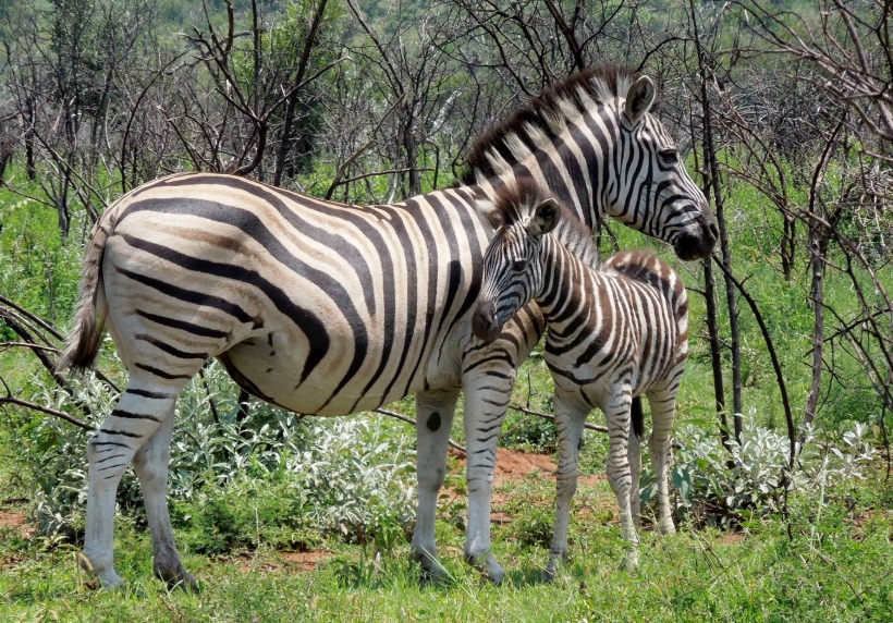 Pilanesberg - Zebra