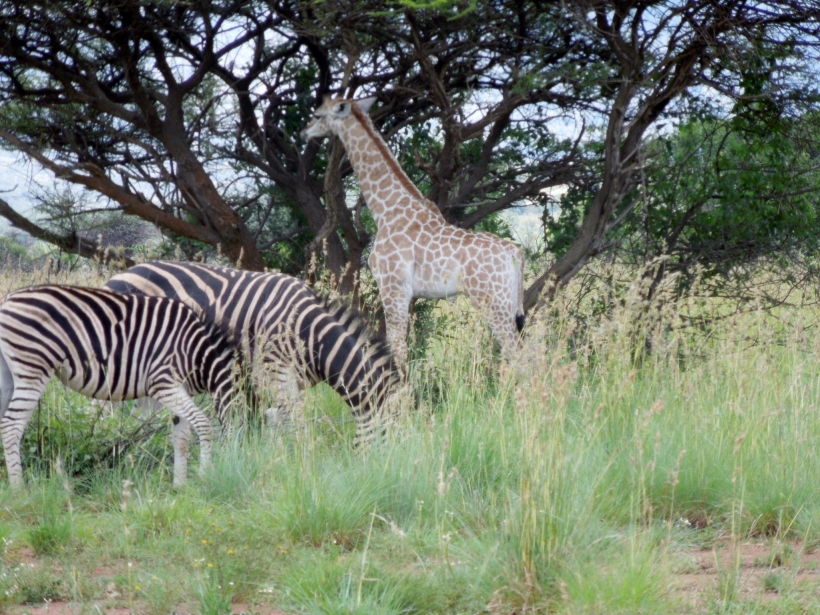 Pilanesberg - Baby Giraffe with Zebra